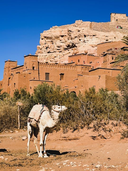 viajar a Marruecos camello mirando al lado derecho y de fondo casas de barro y montaña de roca en Marruecos
